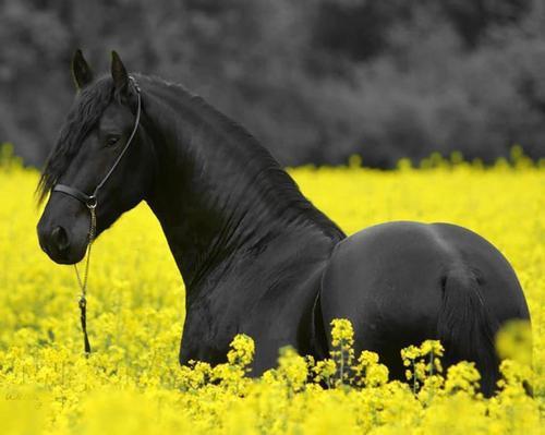 Resultado de imagem para lusitano cavalo preto